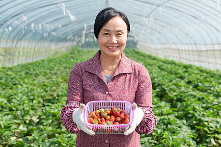 农民草莓大棚采摘草莓图片