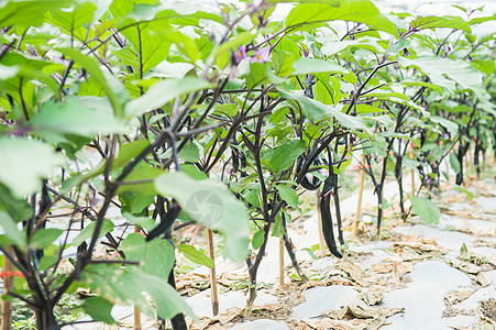 茄子种植大棚高清图片