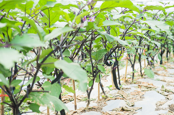 茄子种植大棚图片