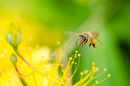 蜜蜂采花蜜图片