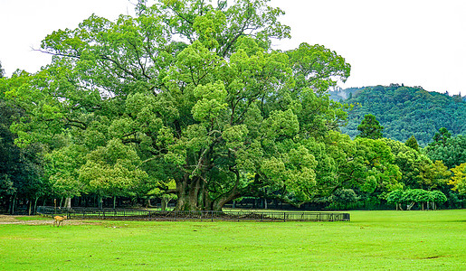 奈良鹿草地上的一棵大树背景