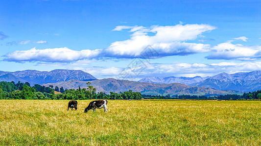 新西兰高山下的牧场图片