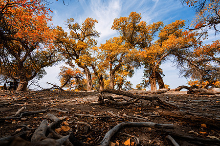 林照片 林背景 林摄影图片下载 摄图网