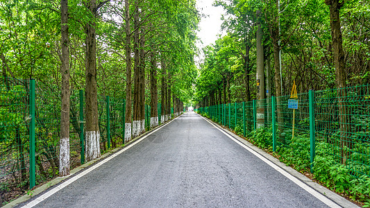 夏天马路夏日林荫大道背景