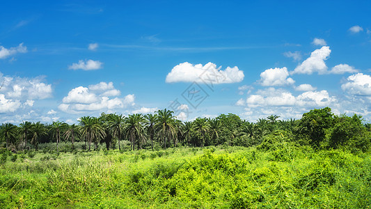 热带雨林丛林自然风景图片