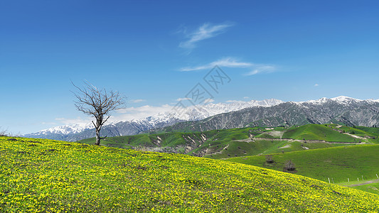 新疆伊犁大草原黄花背景图片