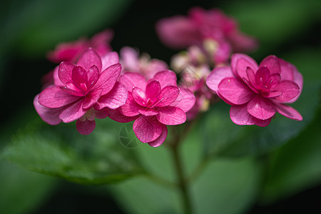 粉色绣球花妖精之瞳粉色纱高清图片