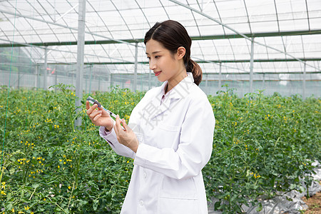 农业培育科学家给植物注射药剂图片