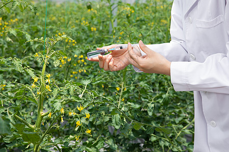 农业培育科学家给植物注射药剂图片