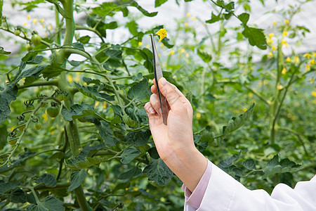 农业科研人员使用镊子观察植物图片