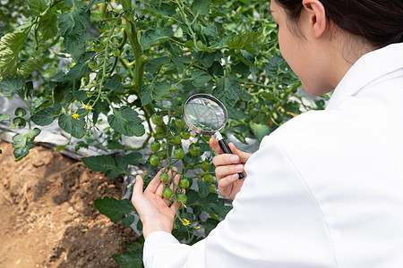使用放大镜观察植物的农业科学家图片