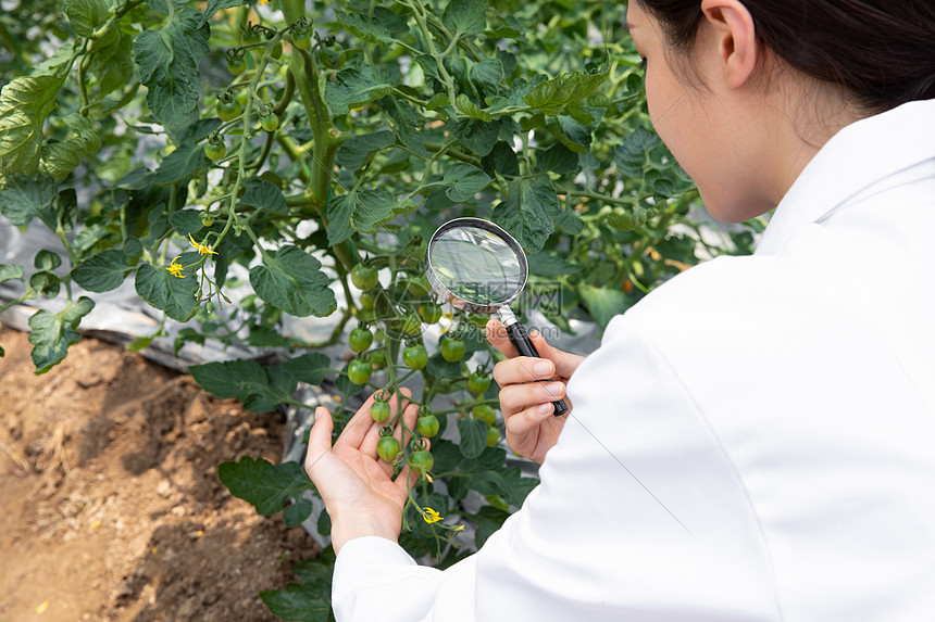 使用放大镜观察植物的农业科学家图片