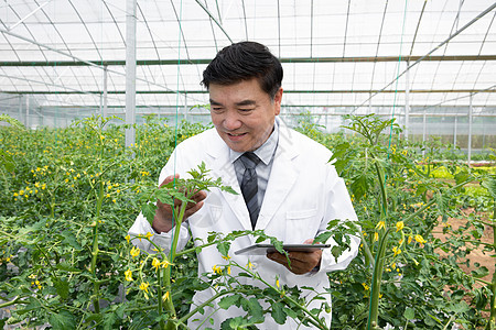 蔬菜大棚内观察植物的农业科学家图片