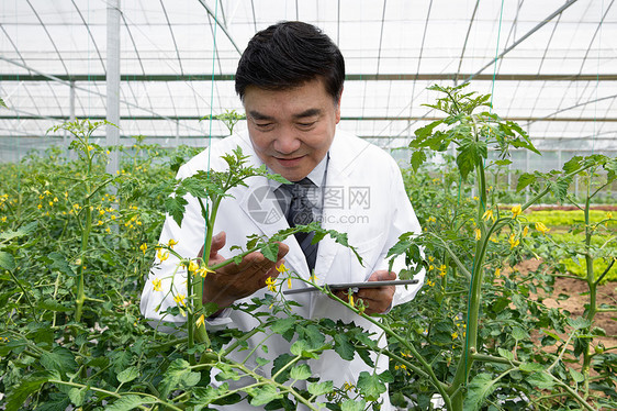 蔬菜大棚内观察植物的农业科学家图片