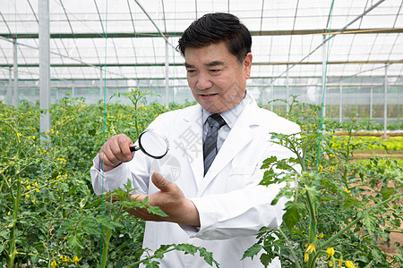 使用放大镜观察植物的科研人员图片