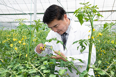 科技放大镜使用放大镜观察植物的科研人员背景