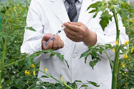 农业培育科学家给植物注射药剂背景图片