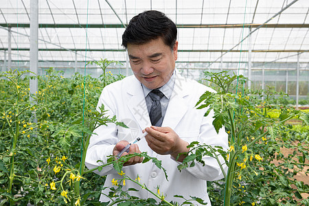 农业培育科学家给植物注射药剂图片