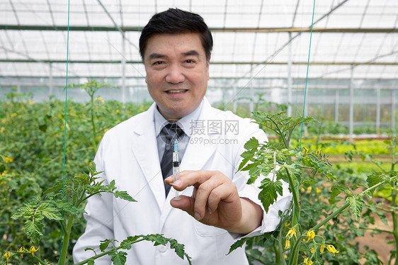 农业培育科学家给植物注射药剂图片