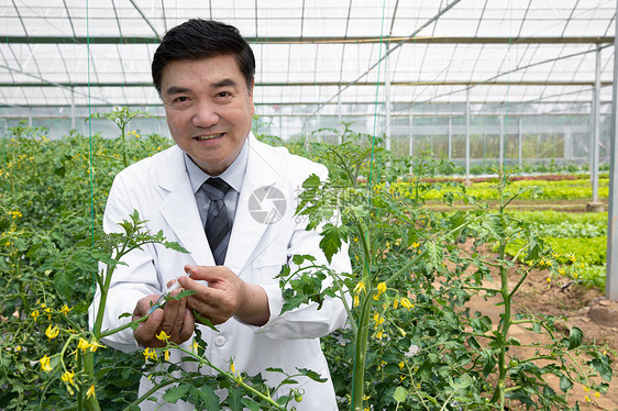 农业培育科学家给植物注射药剂图片