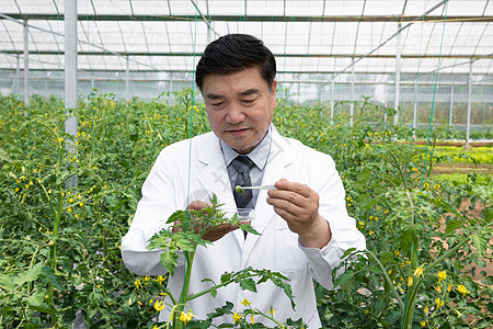试管科技使用镊子观察植物的农业培育科学家背景