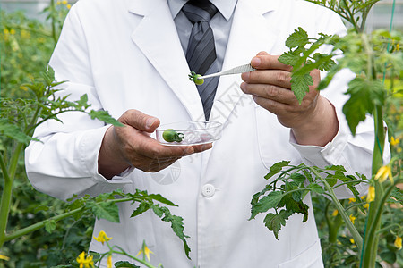 使用镊子观察植物的农业培育科学家背景图片