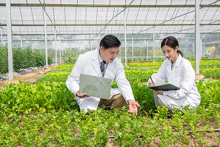 蔬菜大棚内科研探讨的农业培育科学家高清图片