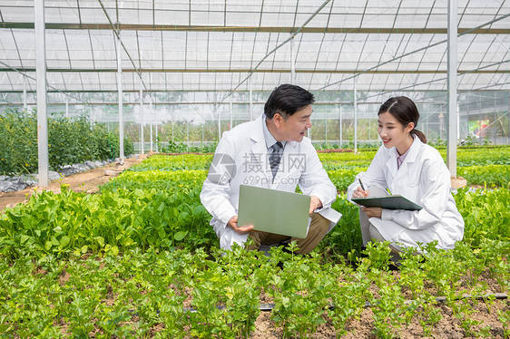 蔬菜大棚内科研探讨的农业培育科学家图片