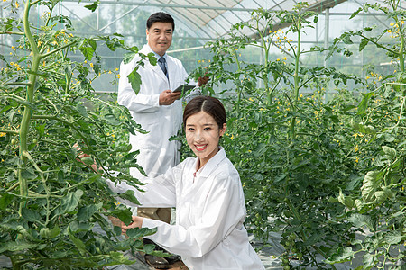 记录植物生长的农业科研人员图片