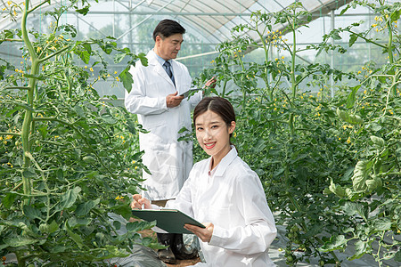 记录植物生长的农业科研人员图片
