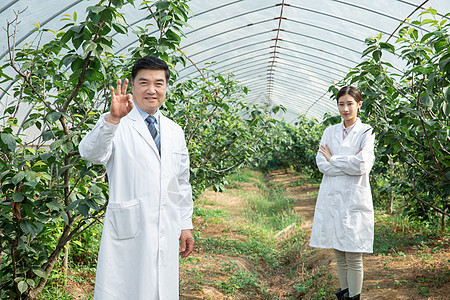 大棚内观察果树的农业培育科学家OK手势图片