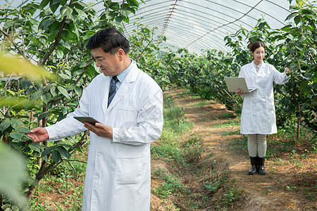 大棚内观察记录的农业培育科学家图片