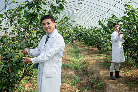 在大棚内做科学研究的农业培育科学家图片