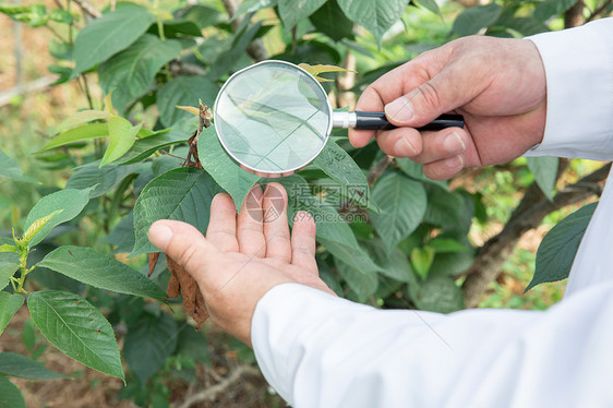使用放大镜观察植物的农业科学家特写图片