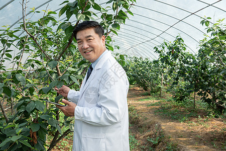 使用针管给果树注射的科研人员高清图片