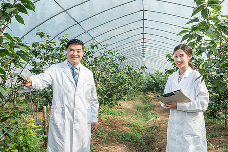 大棚内观察讨论的农业培育科学家图片