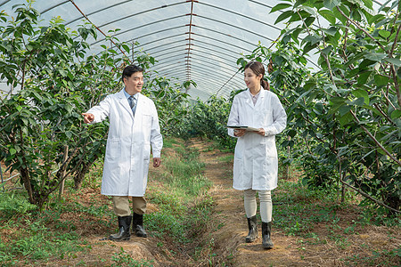 大棚内观察讨论的农业培育科学家图片