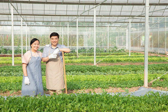 蔬菜大棚里的农业夫妇图片