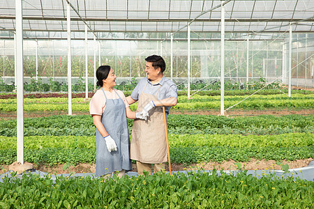 蔬菜大棚里的农业夫妇图片