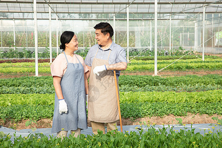 蔬菜大棚里的农业夫妇图片