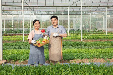 蔬菜大棚内手捧水果的农民夫妇图片