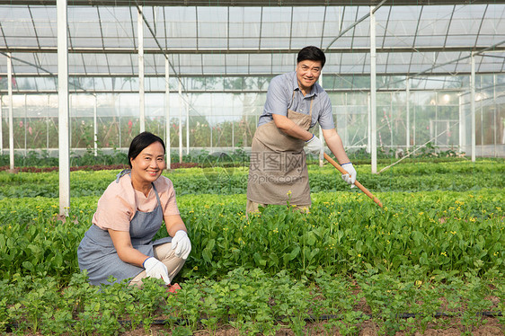 蔬菜大棚内农民夫妇种地图片