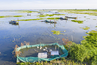 苏州太湖农业养鸭渔业航拍图片