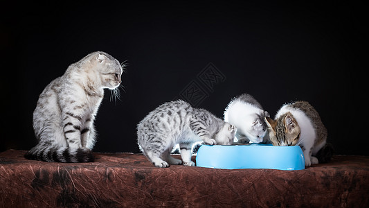 折耳猫吃猫粮背景图片