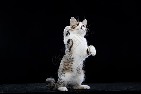 猫咪站立照片 猫咪站立背景 猫咪站立摄影图片下载 摄图网