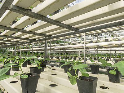 塑料大棚现代农业蔬菜幼苗培育基地背景