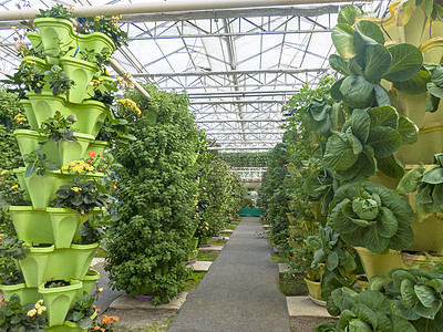 塑料大棚卷心菜现代农业有机蔬菜种植基地背景