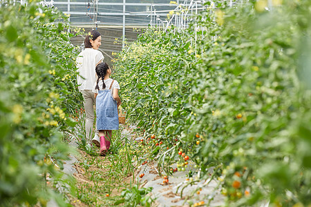 背影 行走妈妈和小女孩菜园采摘蔬菜背影背景