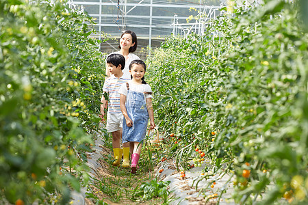 一家人采摘一家人菜园采摘蔬菜背景