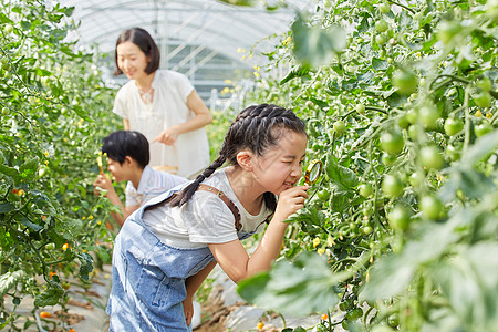 小女孩用放大镜观察蔬菜背景图片